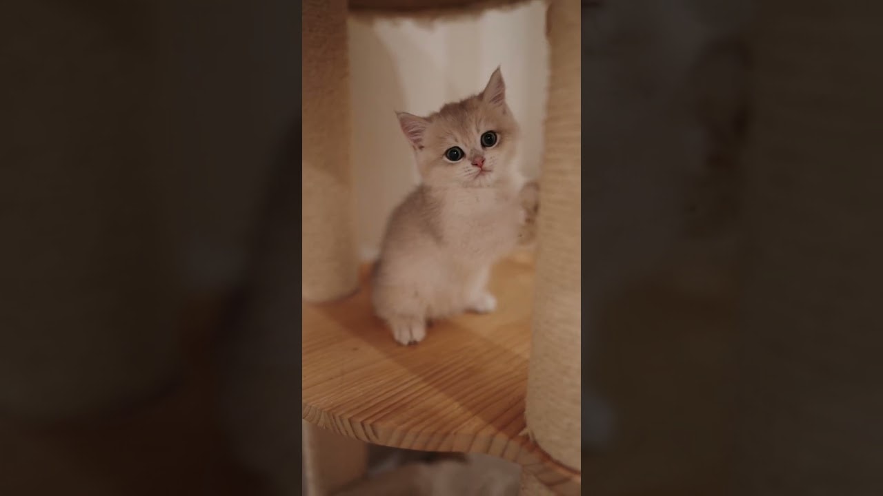 Muffin Is Confused Why I’m Filming Him