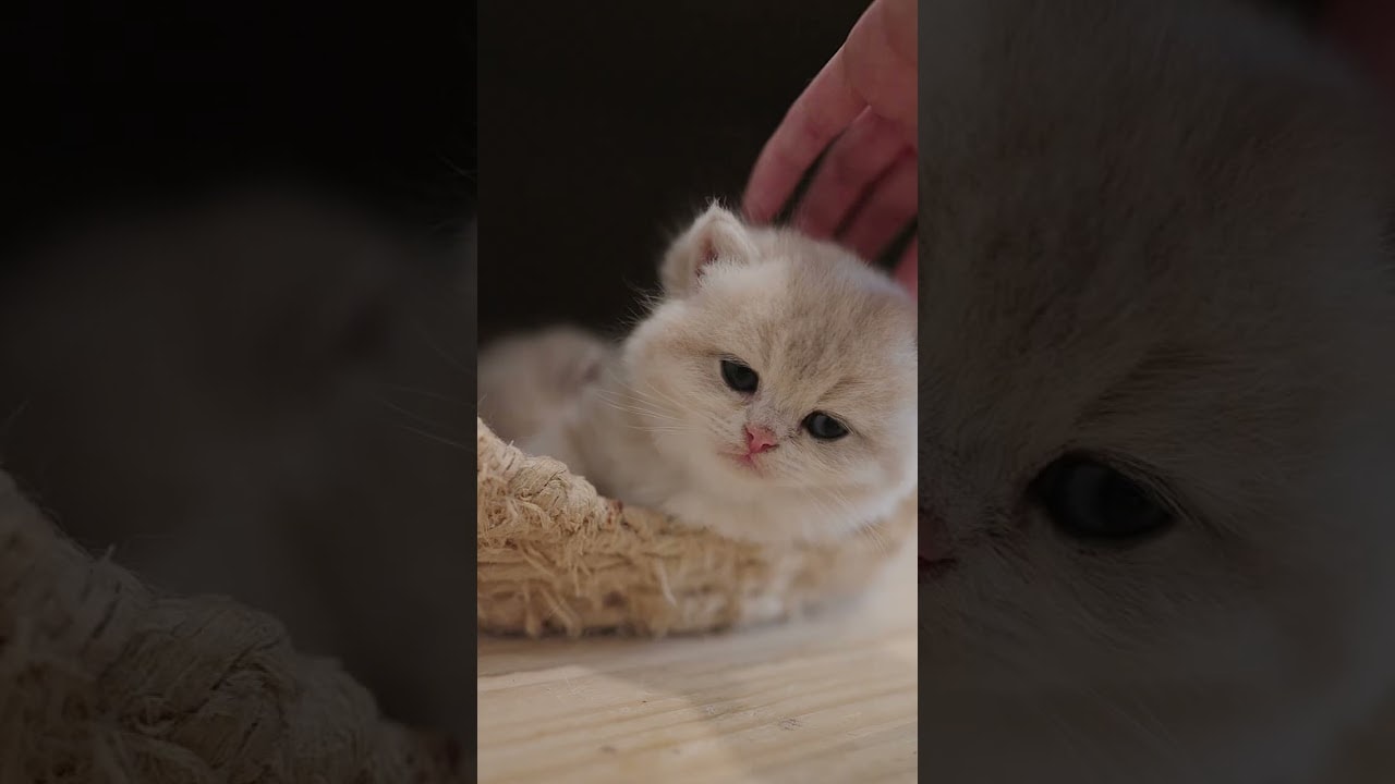 Cozy Spot + Pets = Happiness
