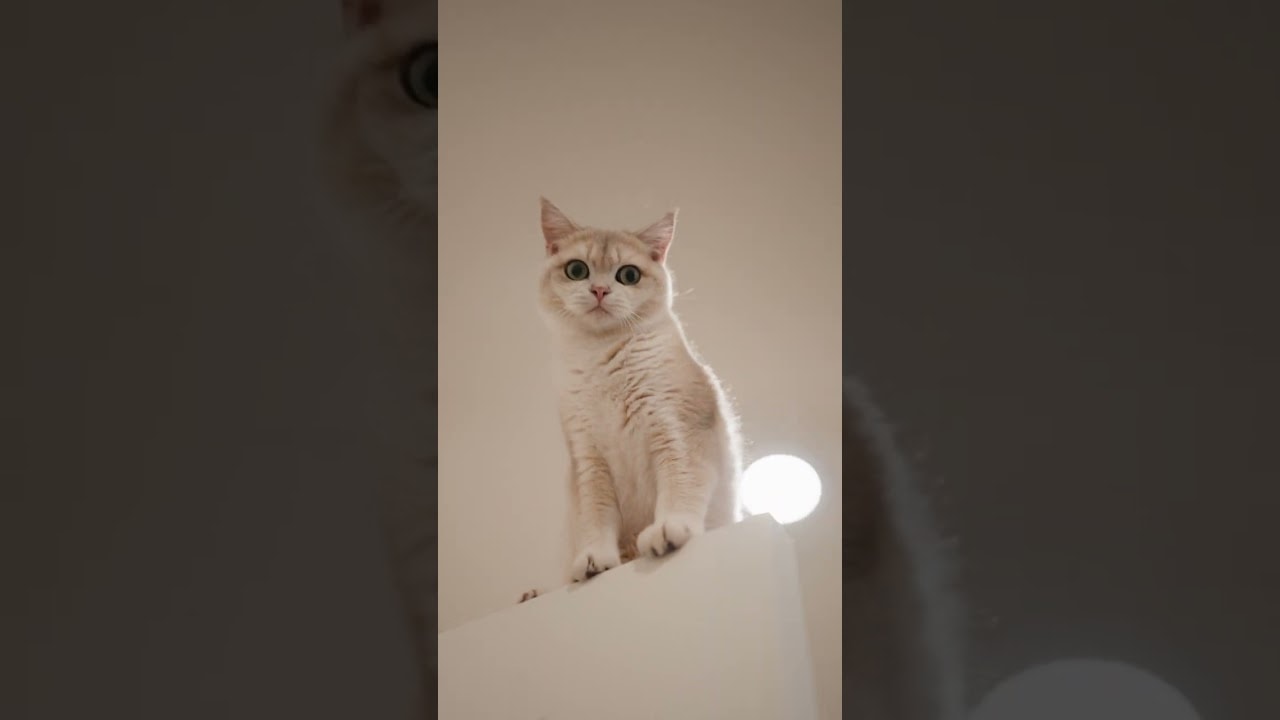 Excuse me, how??