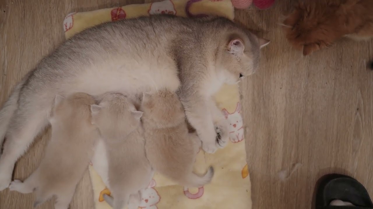 A Cozy Moment with Mama Cat and Her Babies