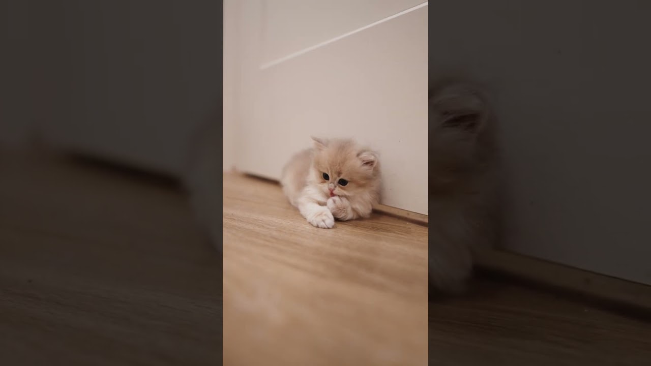tiny kitten by the door