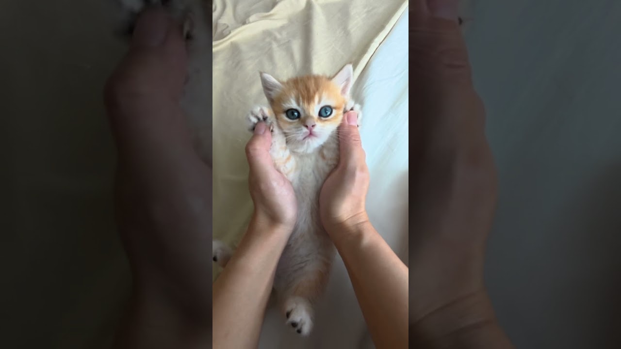 POV: How to 'play' a Kitten
