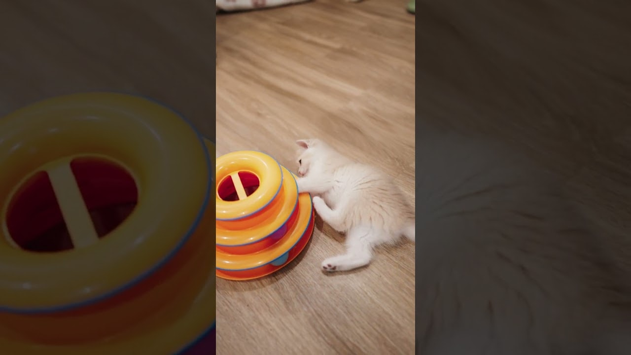 a tiny slice of kitten life