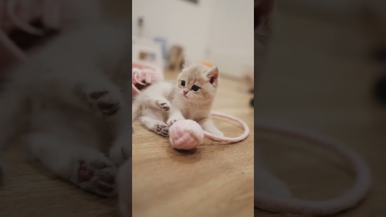 busy with his ball