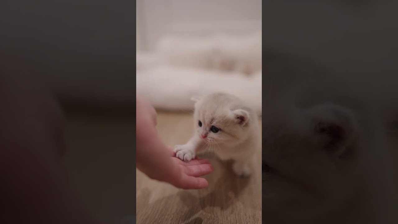 I like human hands! 😽
