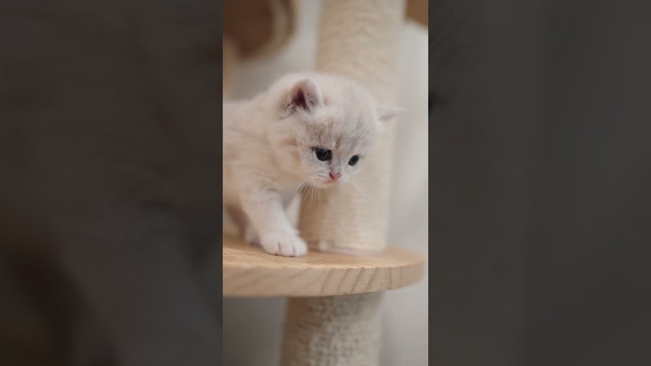 A peek into Muffin's "busy" schedule