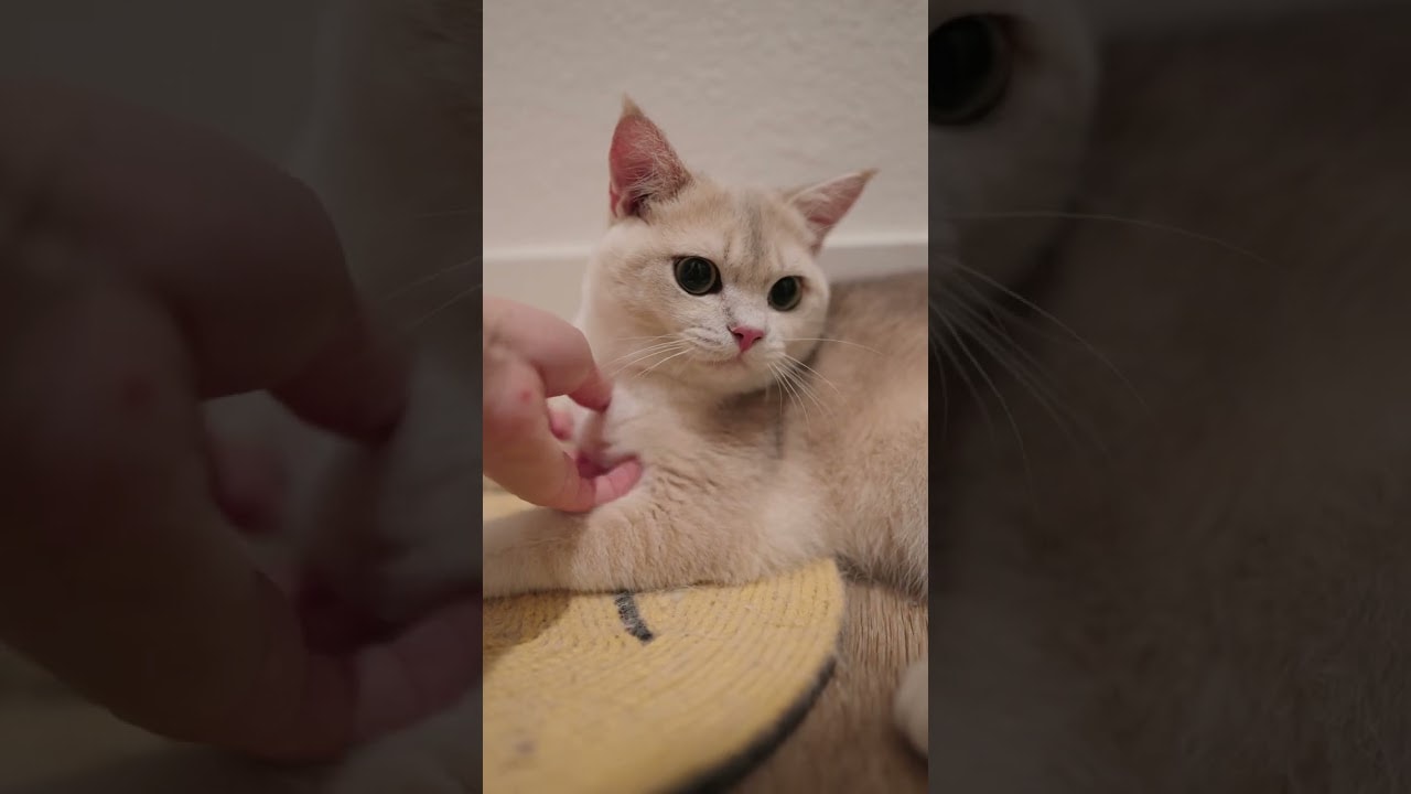 happily accepting pets
