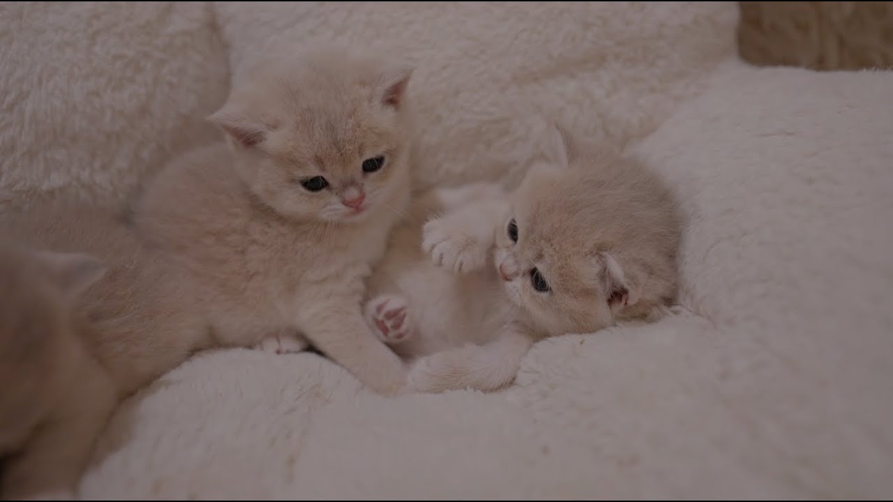 Kitten Playtime