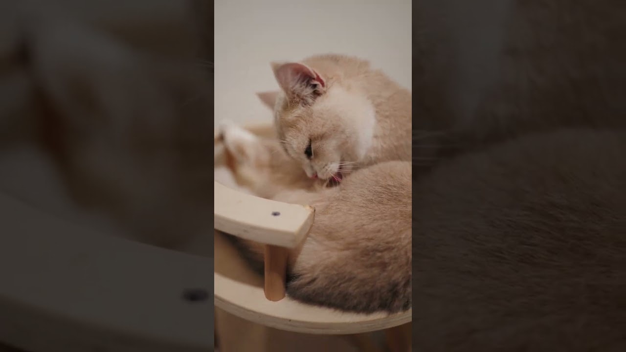 maintaining the fluff