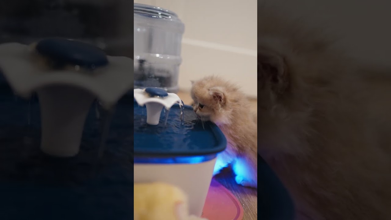 Orion's very first time using the water fountain!