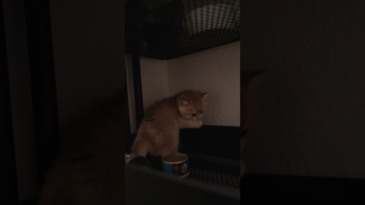 Restocking the bottom shelf with pure cuteness