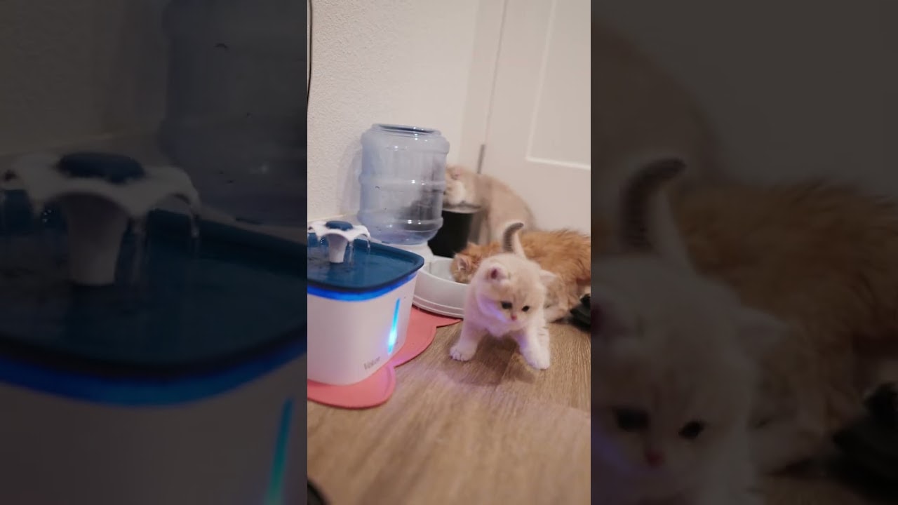 Who Gave This Kitten Alcohol