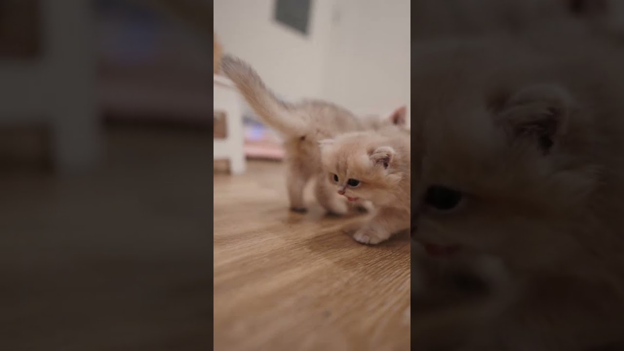 Daily Walking Practice