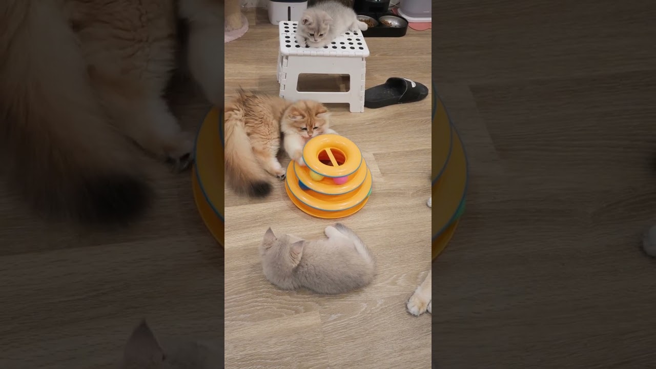 Toffee definitely has an audience