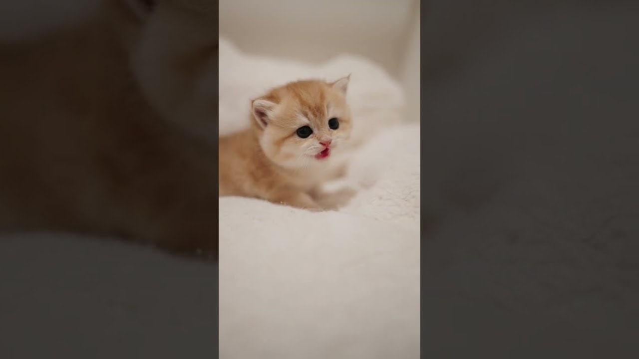 the softest little meows
