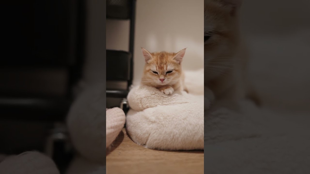 one curious, one sleepy