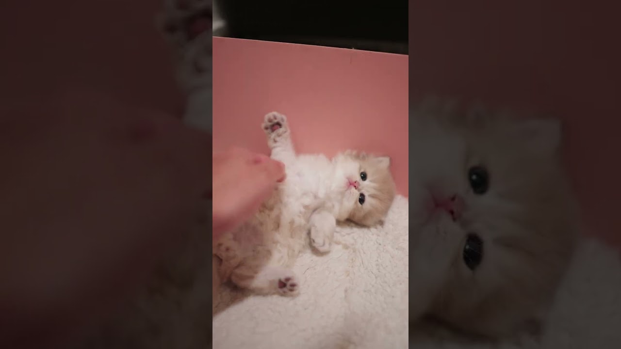 trying to understand tummy rubs