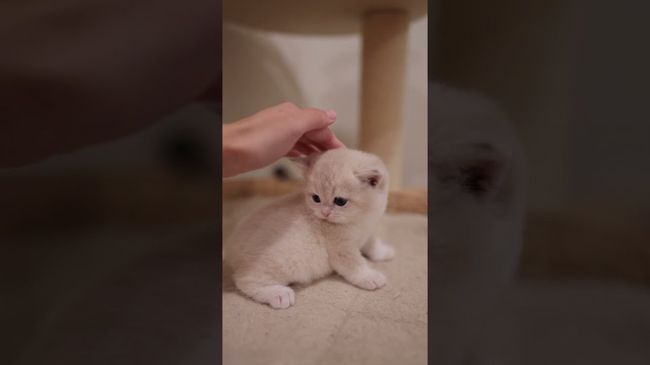 pet pet pet