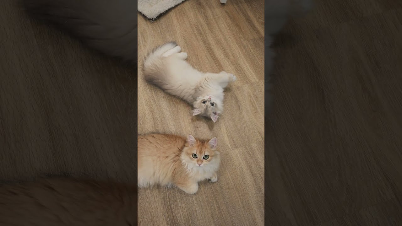big sis & little bro