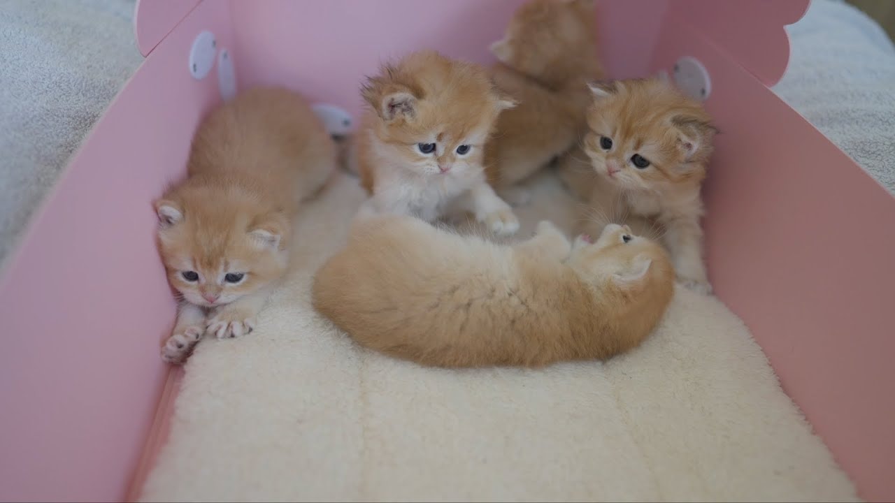 Tiny Chaos in the Box