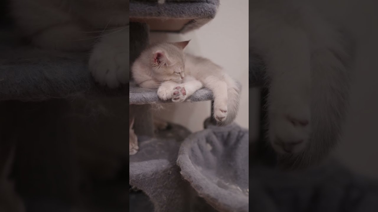 Sleeping Handsome
