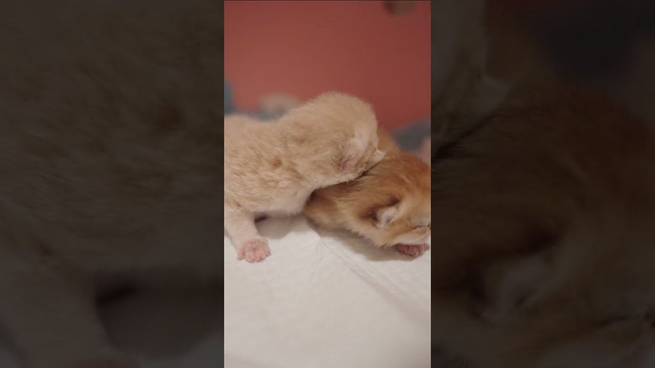 The Softest Little Movements Ever