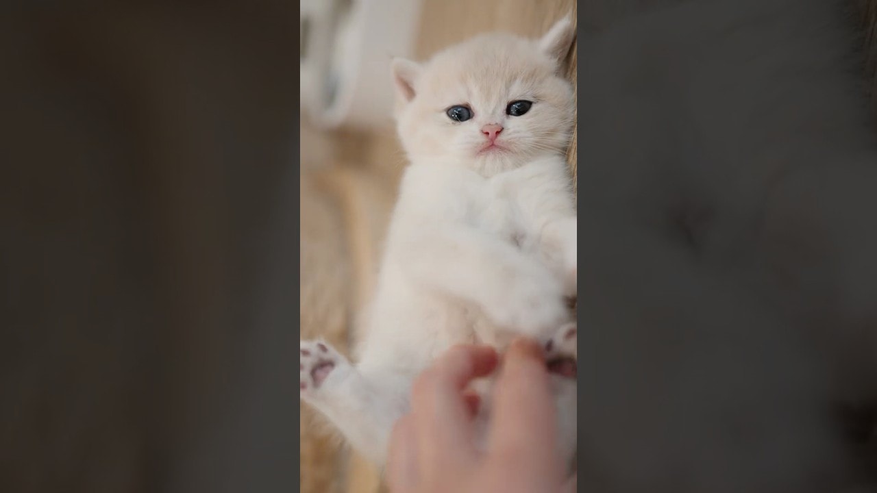 Cuddle POV With a Tiny Kitten
