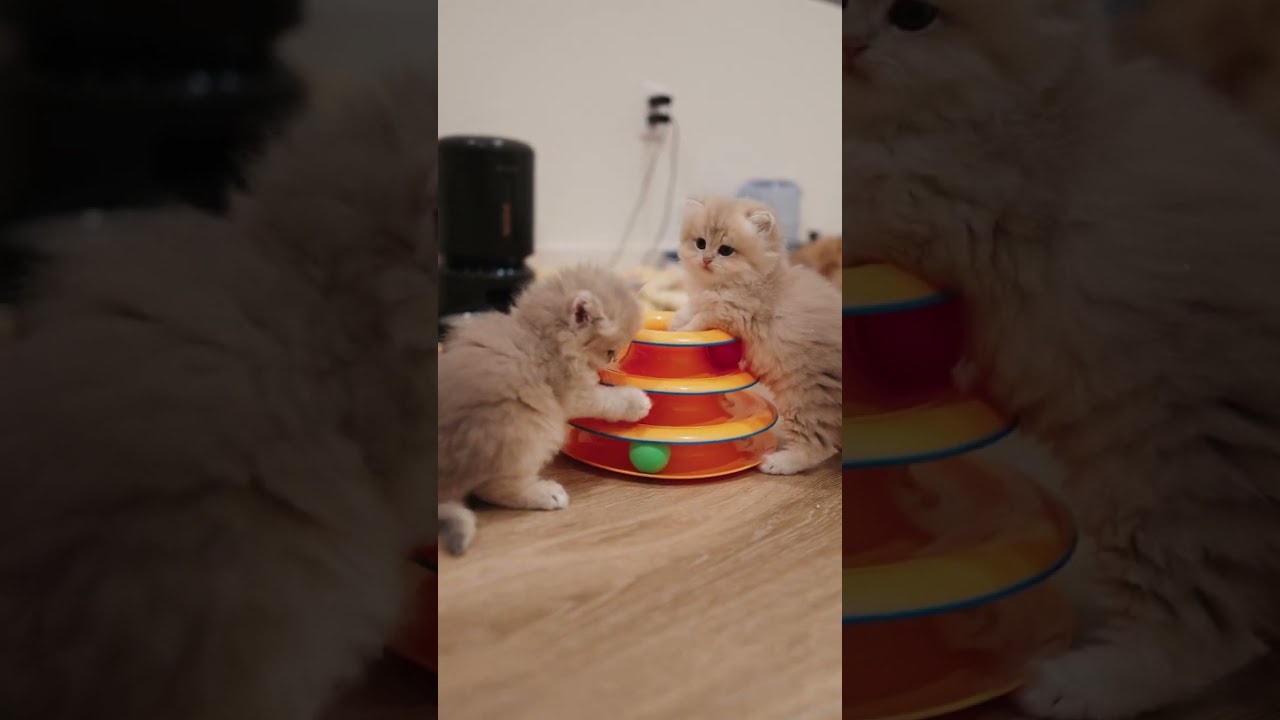 Peaceful play