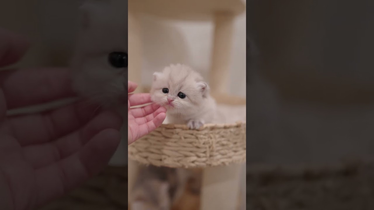 tiny baby on a shelf