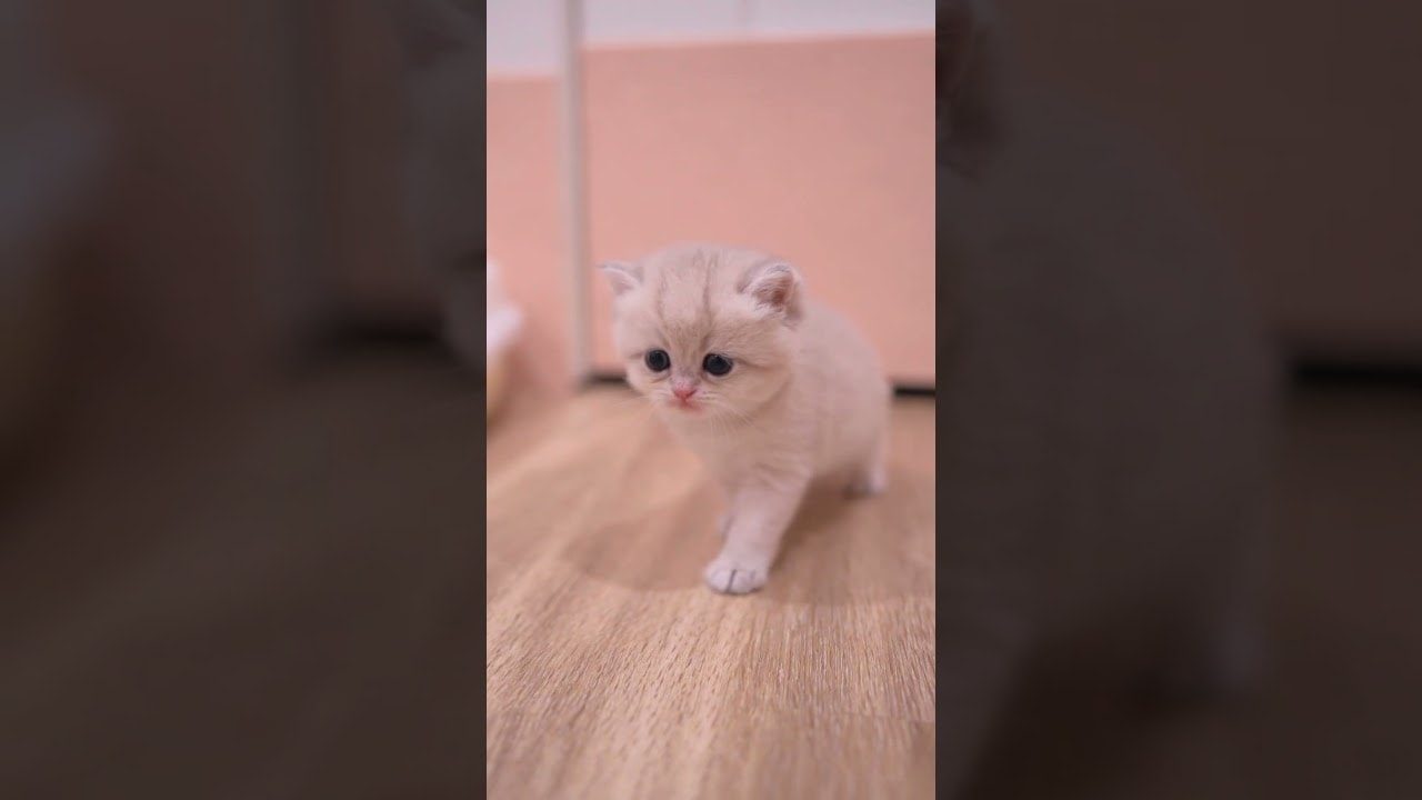 Head empty baby