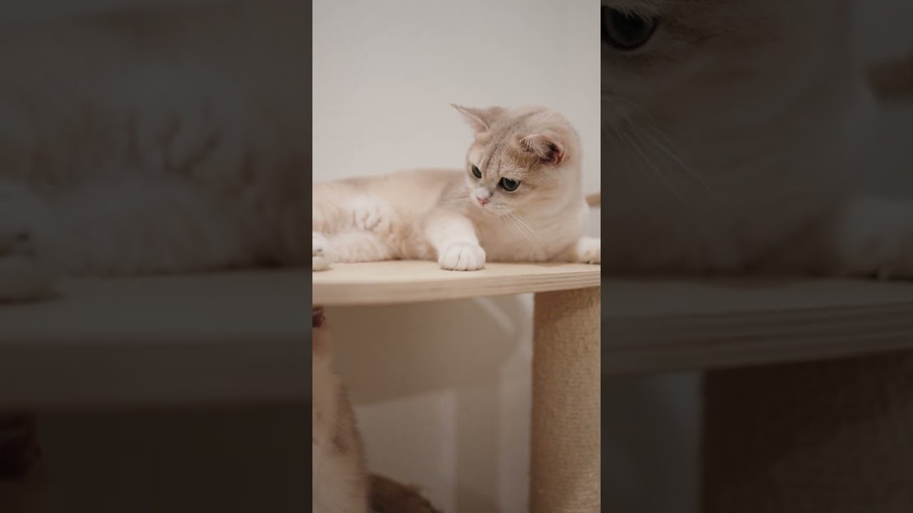How to Annoy a Cat Featuring Custard