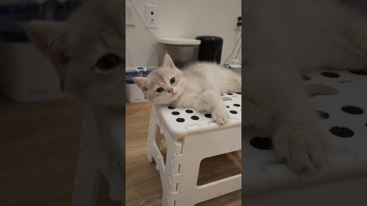 sleepy little guy