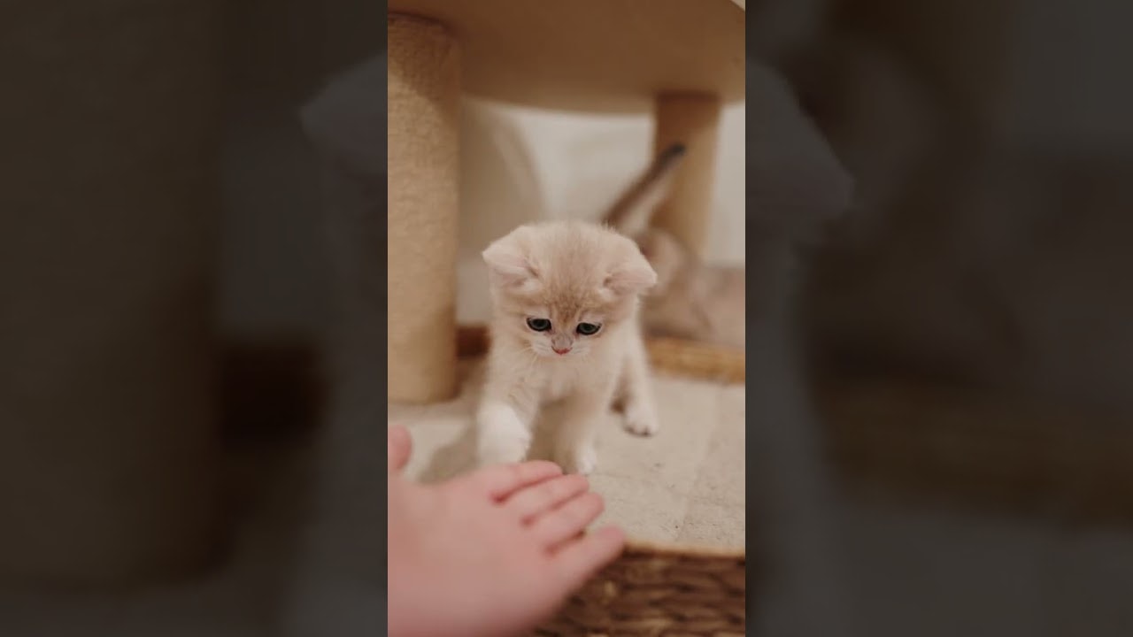 A tiny paw to heal your day