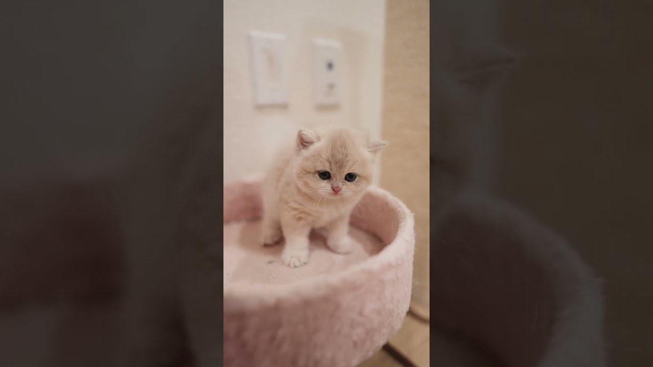 hanging out with a baby kitten