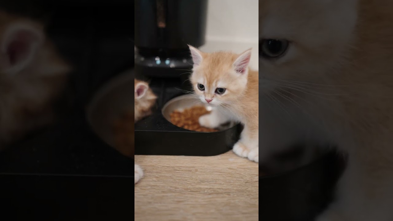 kitten munching ASMR