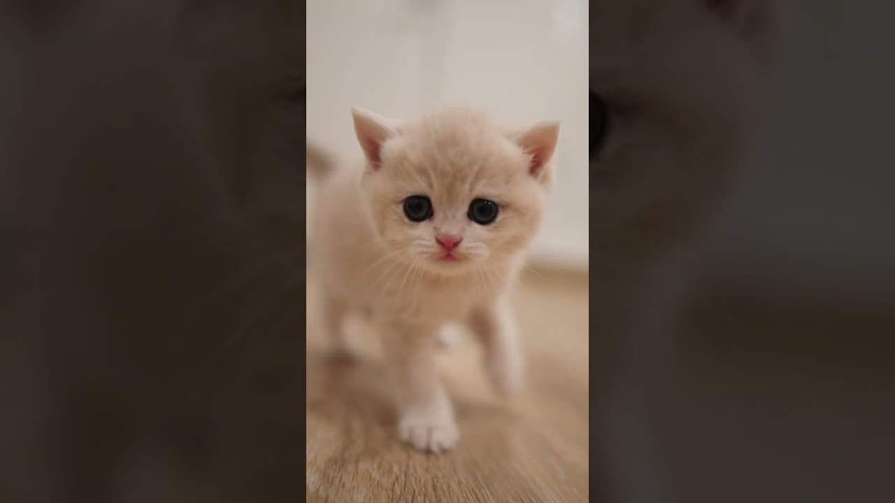 Muffin is coming for you