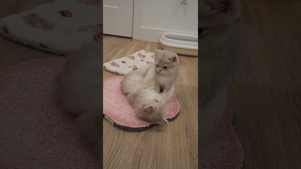 professional kitten wrestling
