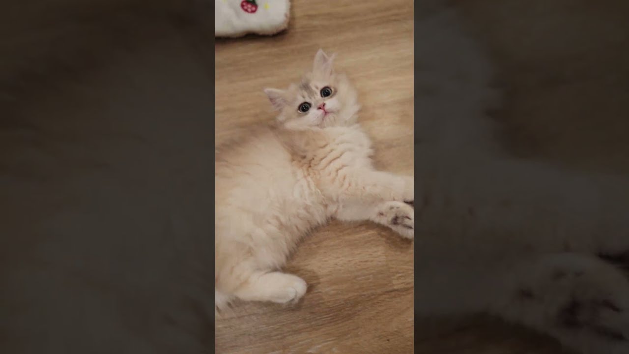 belly up, play mode on