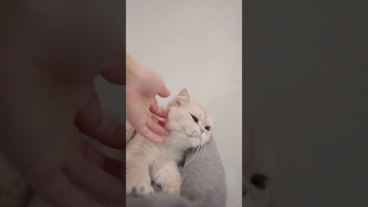 average spoiled cat routine