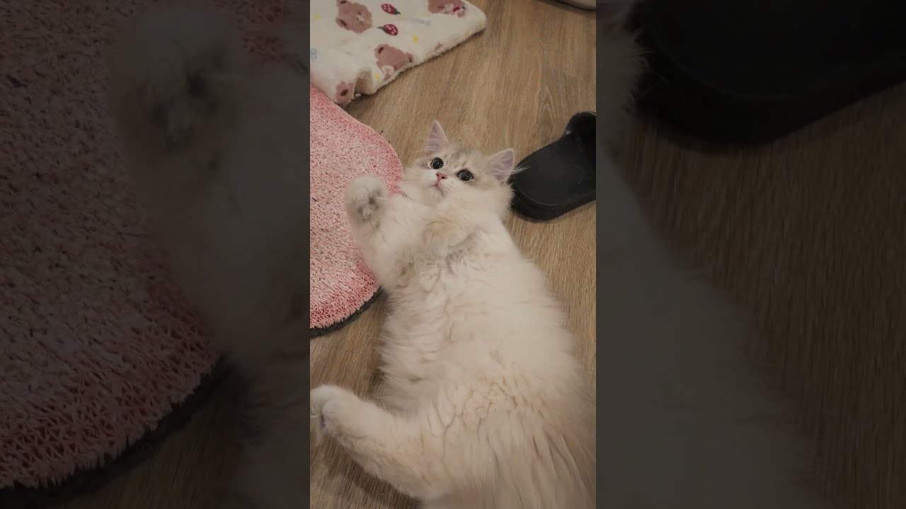 too fluffy to handle