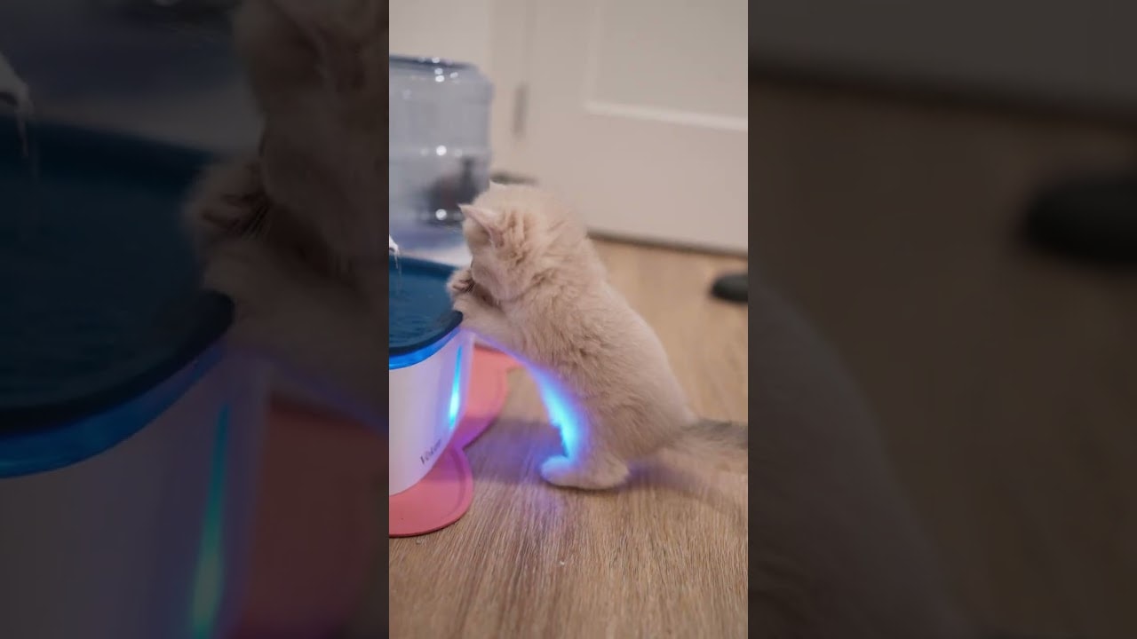 Muffin just discovered water fountain