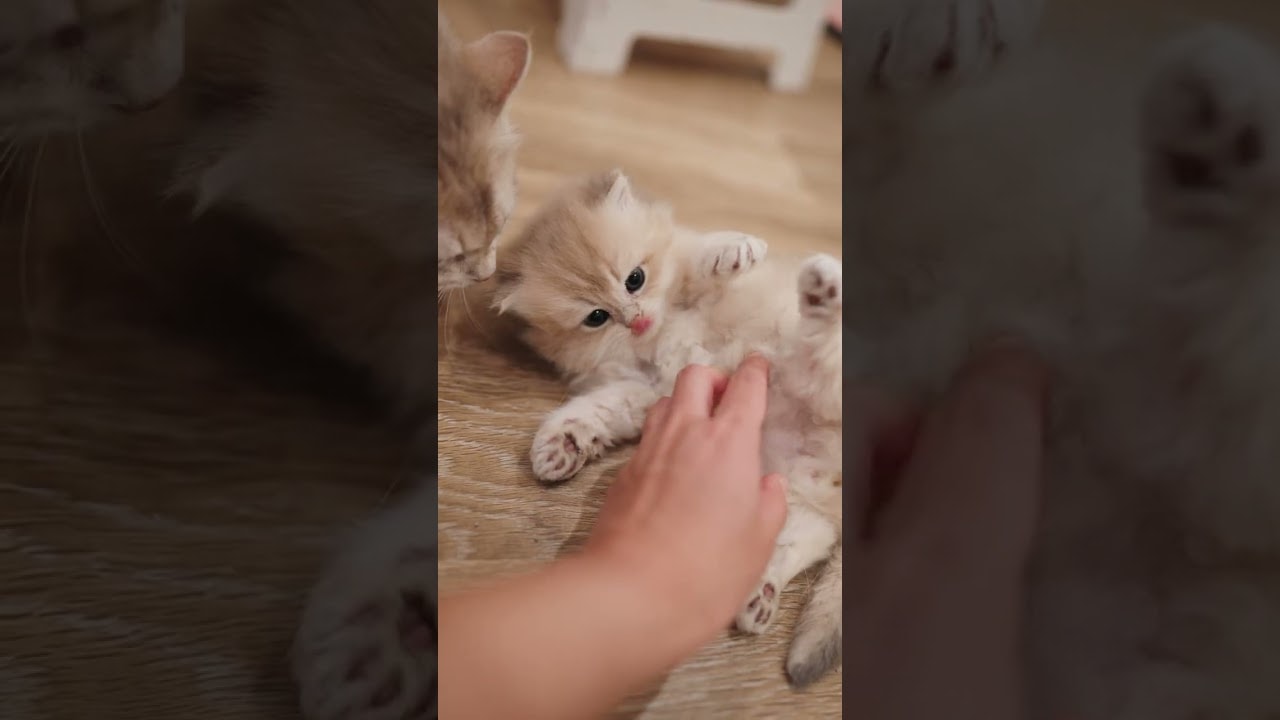 Fresh Out the Kitten Cave for Pets