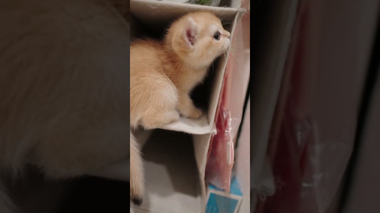 Peekaboo From the Kitten Cave
