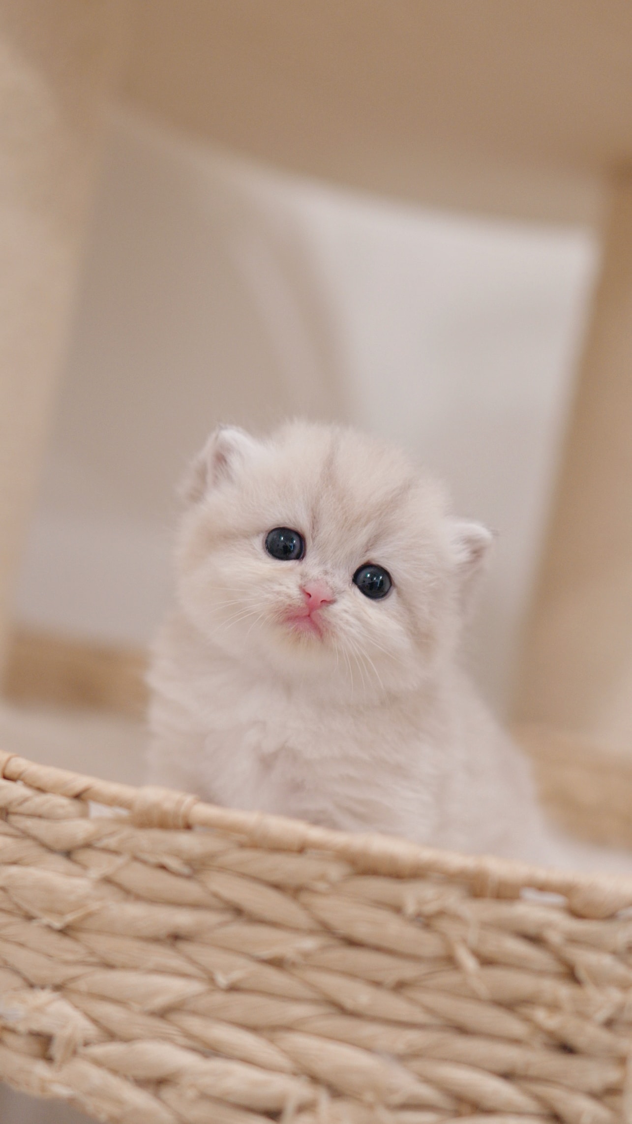 Bagel — British Shorthair adopted from CreamyCutie Cattery in Milpitas, CA
