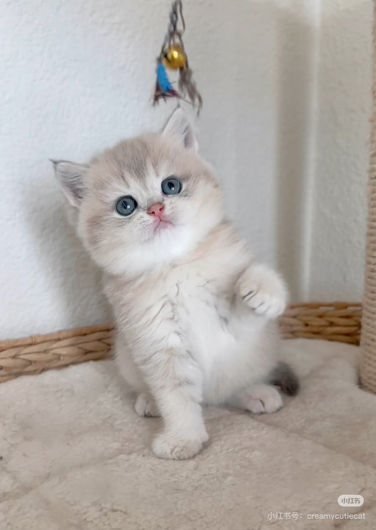 Cream — British Shorthair adopted from CreamyCutie Cattery in Milpitas, CA