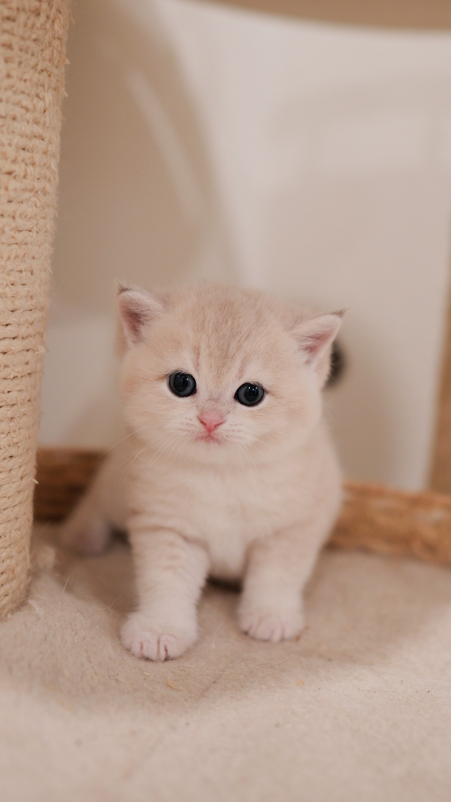 Magnus — British Shorthair adopted from CreamyCutie Cattery in Milpitas, CA