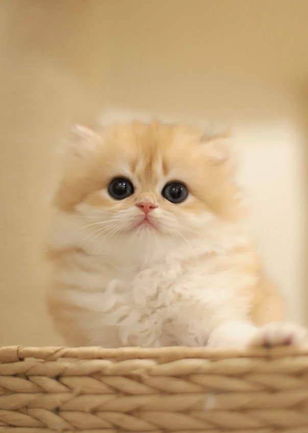 Xiaomei — British Longhair adopted from CreamyCutie Cattery in Milpitas, CA