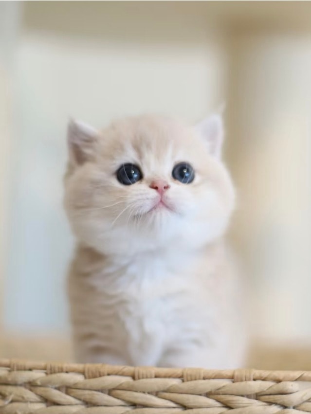 Kiki — British Shorthair adopted from CreamyCutie Cattery in Milpitas, CA