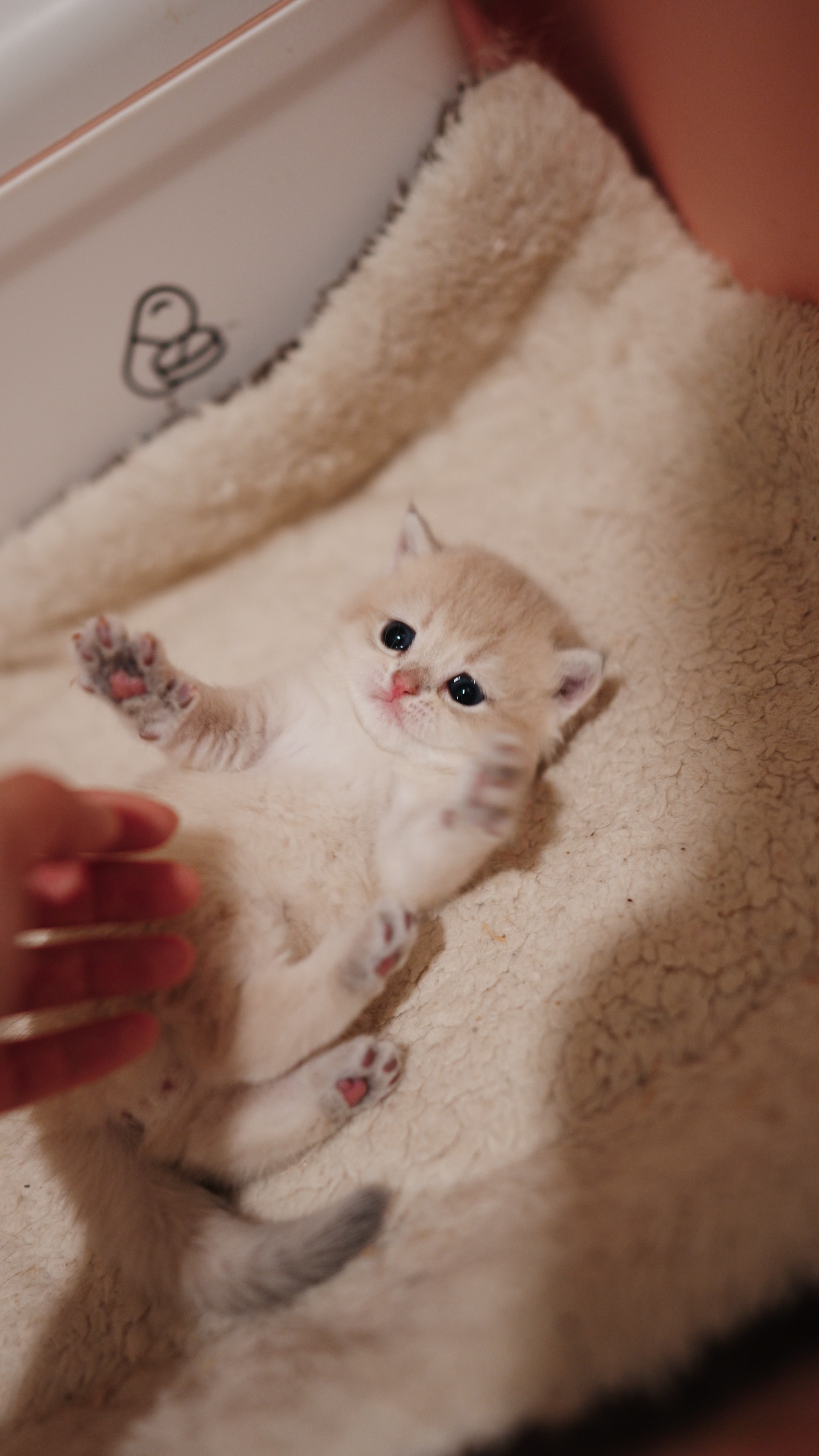 Biscuit — British Shorthair kitten at CreamyCutie Cattery in Milpitas, CA
