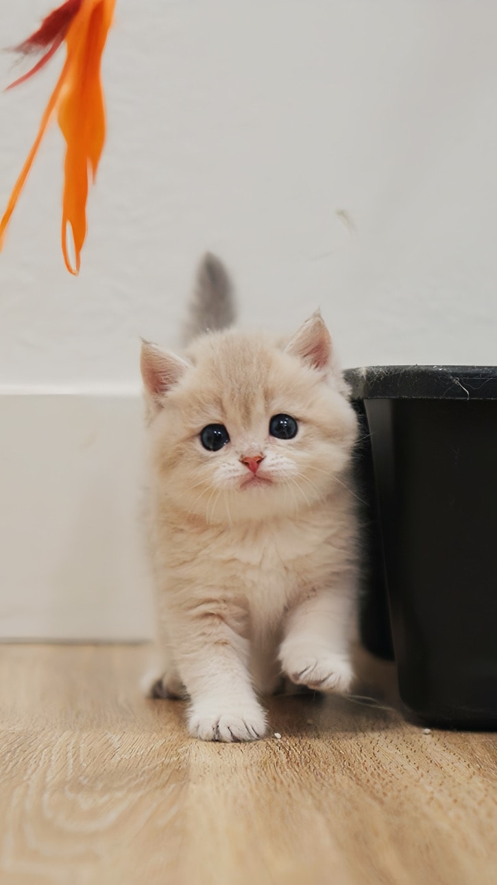 Nugget — British Shorthair adopted from CreamyCutie Cattery in Milpitas, CA